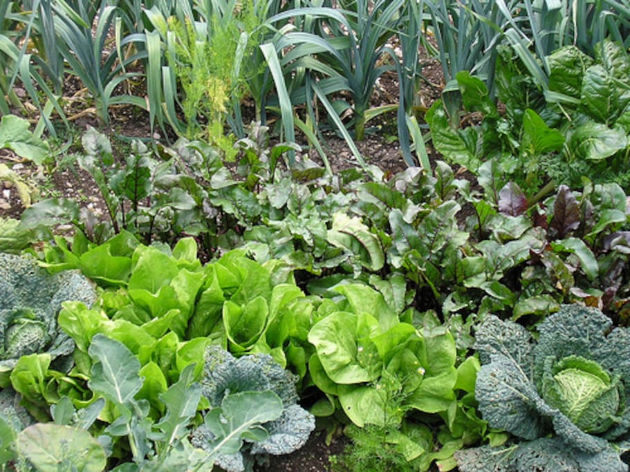 Fresh vegetables and medicines grown on site.