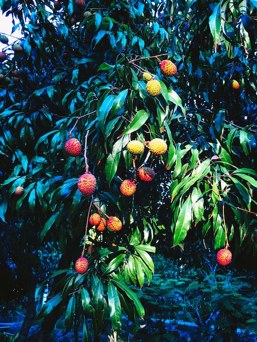 *Updated 20/03/18 this year our lychee tree can produce fruit by nature. After no fruit for many years <3