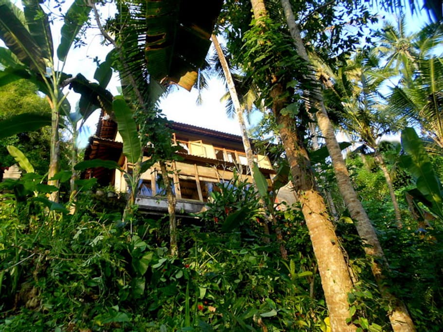 Tree Top NEST seen from the gorgeous Ayung River Valley