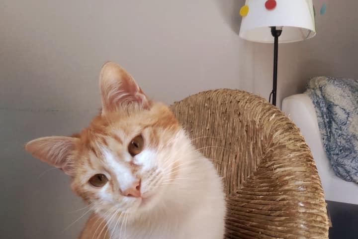 Meow Meow In Da House Apartments For Rent In Torino Piemonte Italy