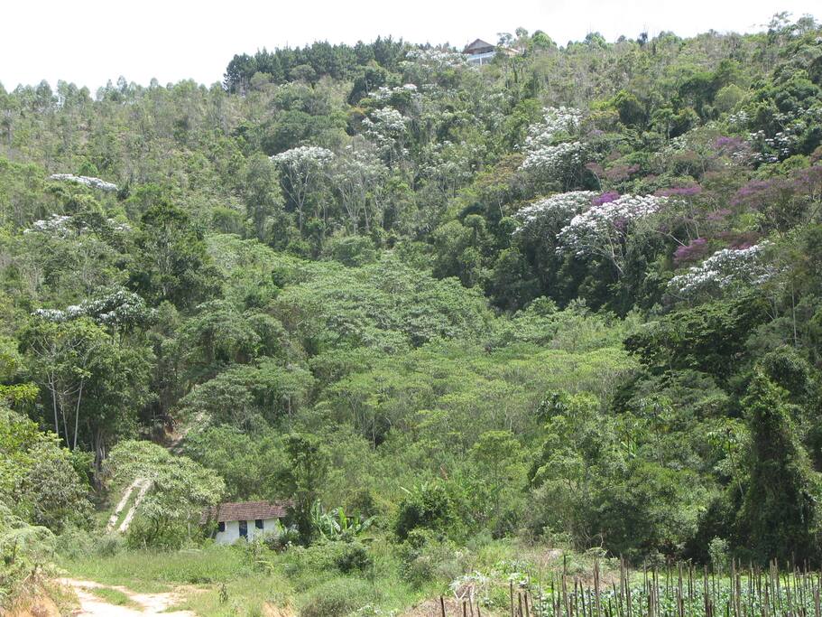 VISTA DA CASA NO ALTO DO MORRO.
A ENTRADA DO SÍTIO É EM FRENTE AO BARRACÃO BRANCO E A CASA FICA NO MEIO DA MATA, NO ALTO DA FOTO