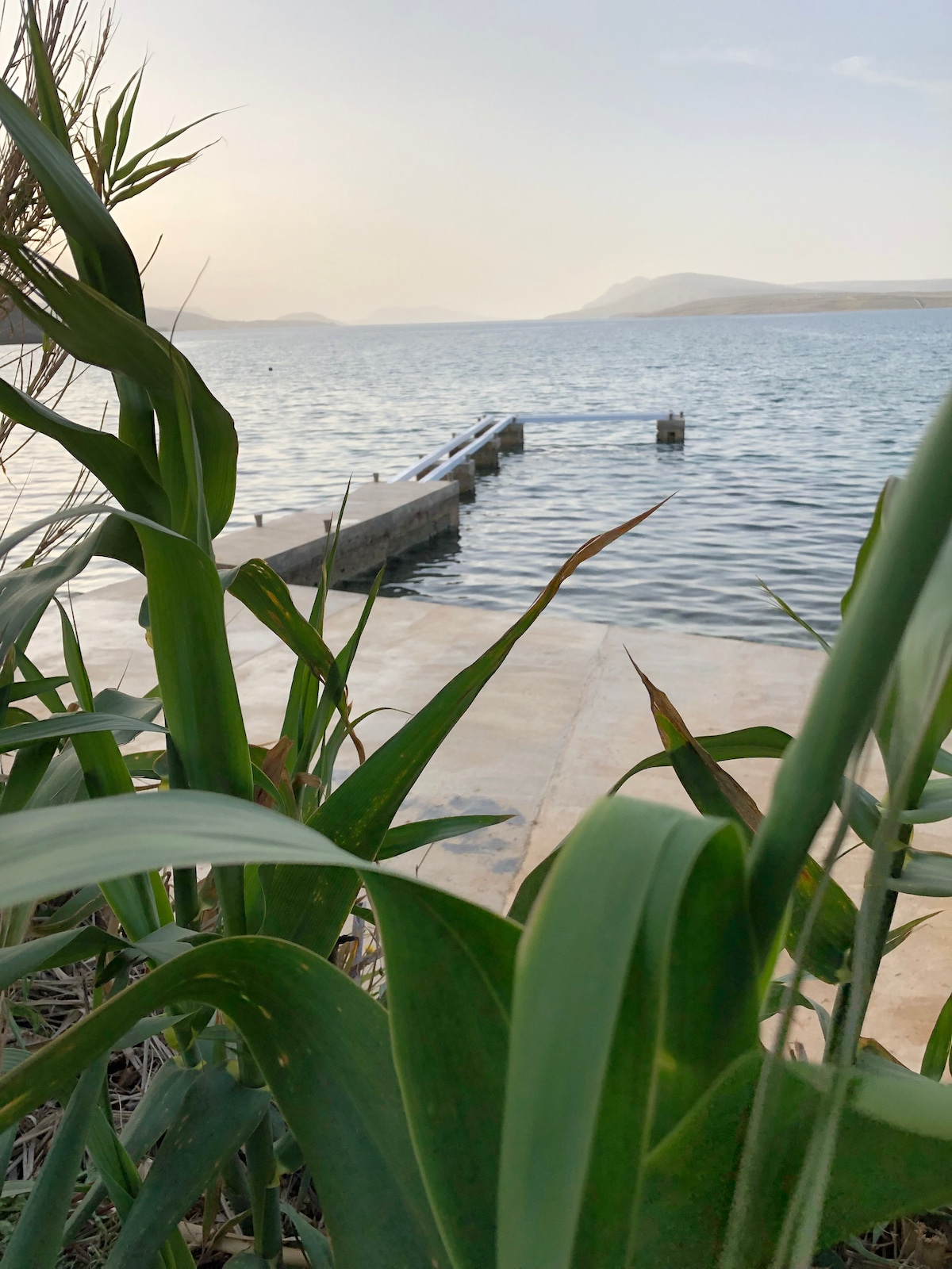 The image displays a serene view of the water's edge, framed by tall green plants. A wooden dock extends into the calm water, creating a focal point. The gentle ripples of the water reflect the soft light of the sky, conveying a peaceful coastal atmosphere.