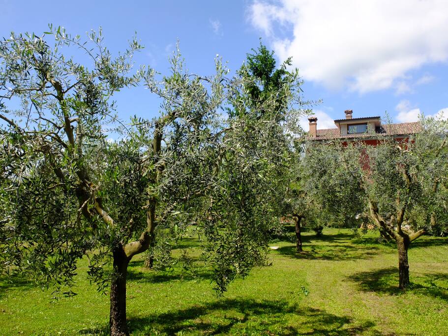 L'Uliveto