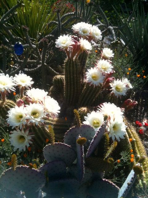 A vibrant garden scene displays blooming cacti adorned with large white flowers, set against a backdrop of green foliage. The composition includes various cacti species, showcasing contrasting textures and colors, with poppy-like orange flowers providing visual interest among the greenery.