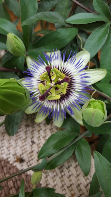 passion flower