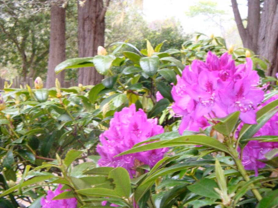 Rhody heaven