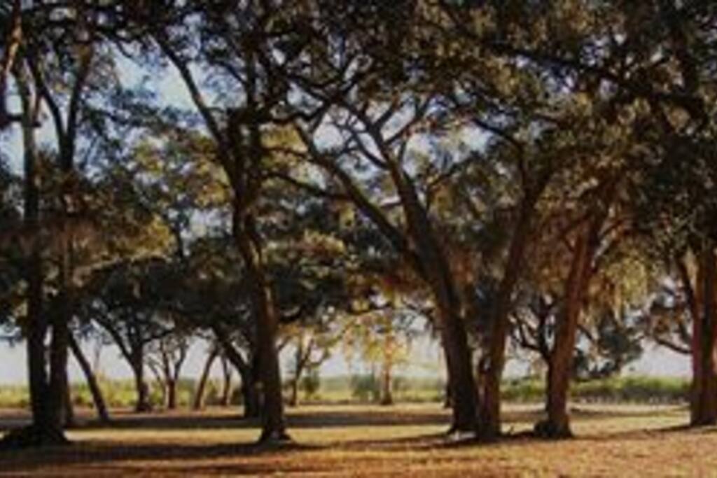 Massive Oaks cover Newell Grounds