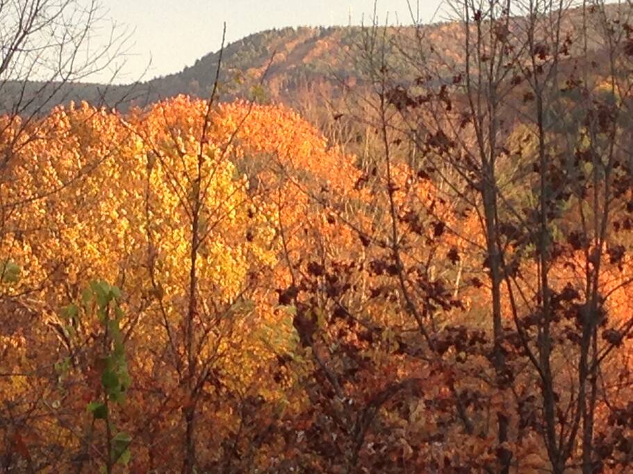 Common space, Fall view from the deck.