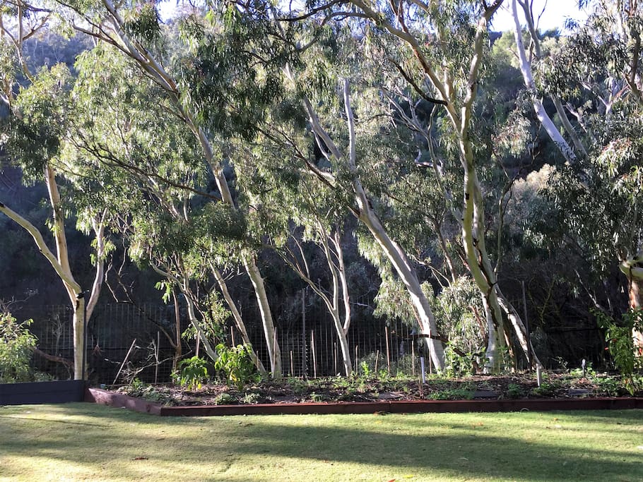 Front garden