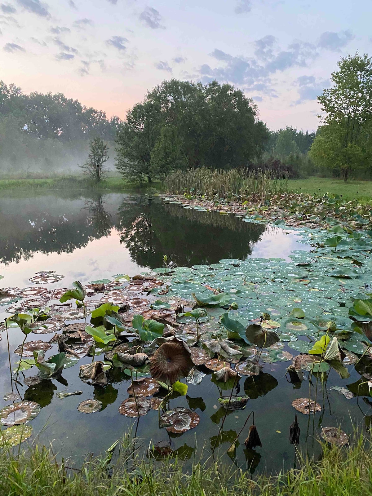 A serene pond is framed by lush greenery, with large lily pads floating on the surface. The morning mist creates a tranquil atmosphere, and the gentle reflection of trees can be seen in the still water, enhancing the peaceful natural setting.