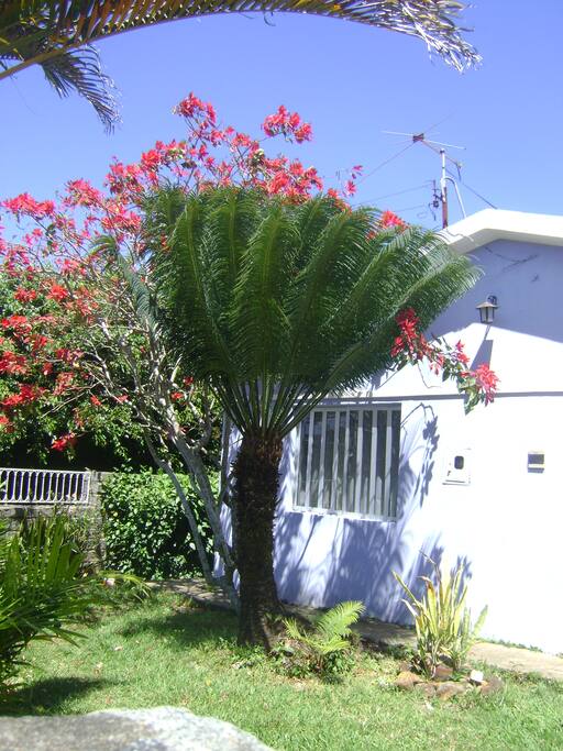 Jardim frontal