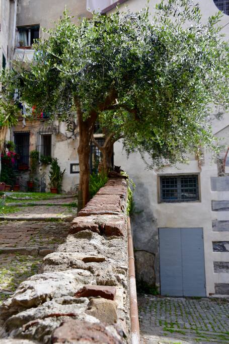 Gli ulivi