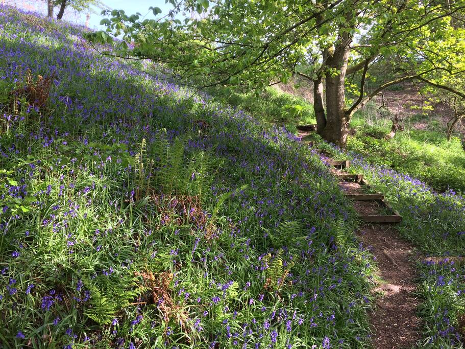 Roslin Glen