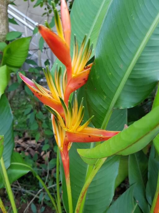 Flowers in our Garden