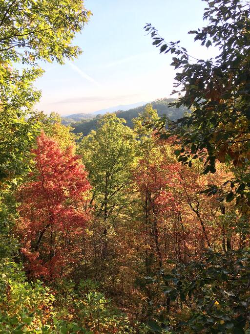 Colorful foliage seen from the back deck