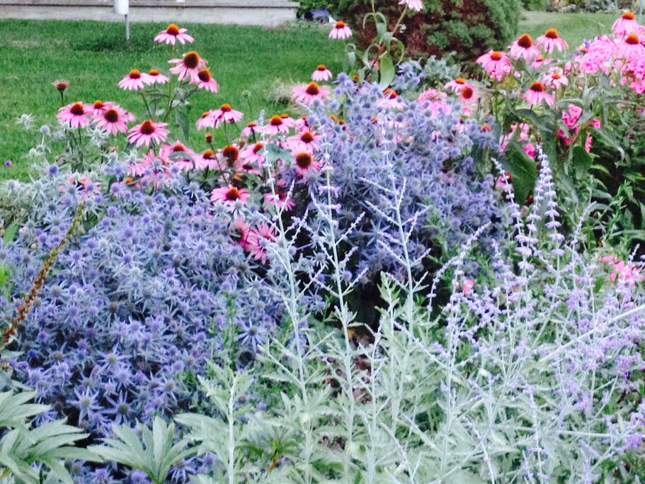 Garden perennials
