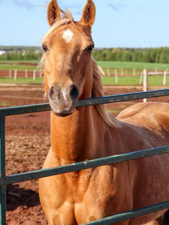 Mostrar imagem fornecida pelo anfitrião em ecrã inteiro