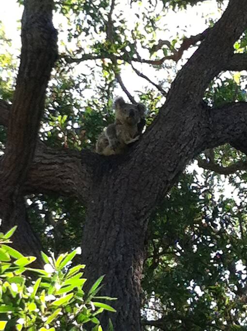 Koala Reserve at the gate