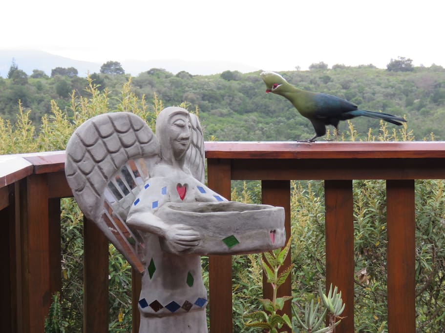 One of the regular visitors to the bird bath - a Knysna Lourie