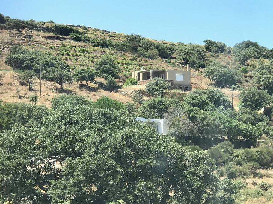 house between oak trees