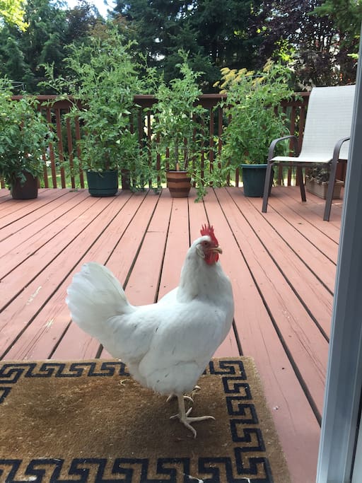 Chicken!