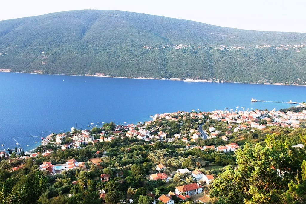 Djenovici