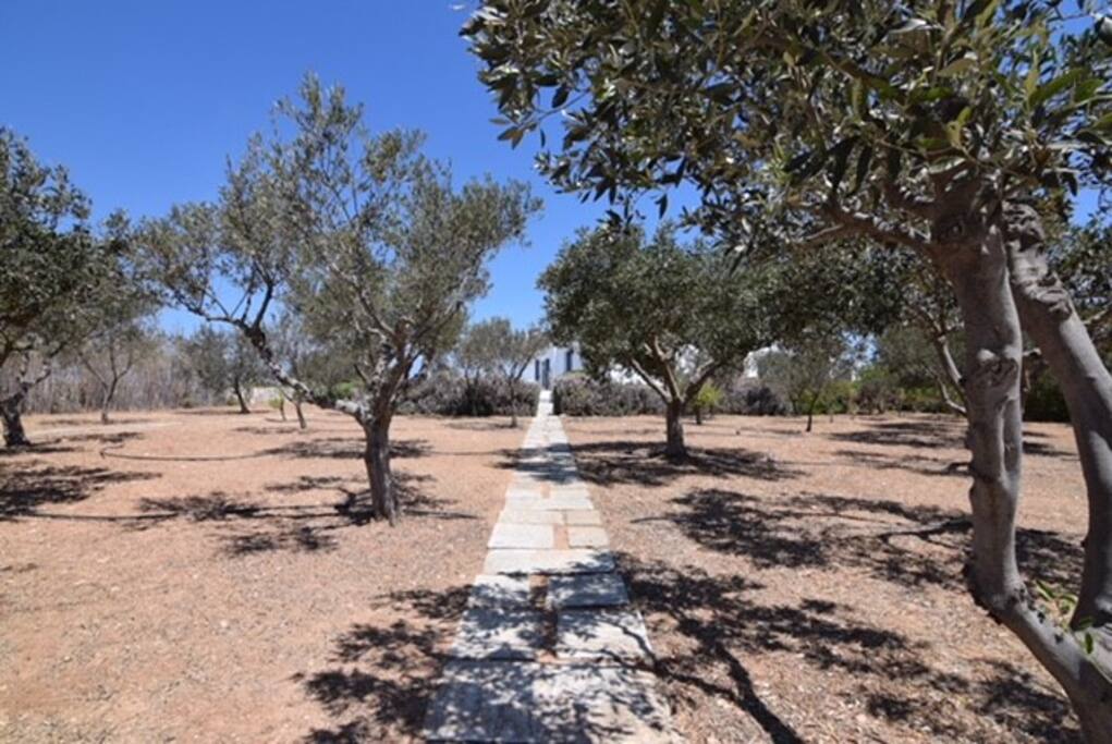 Olive tree pathway to the villa