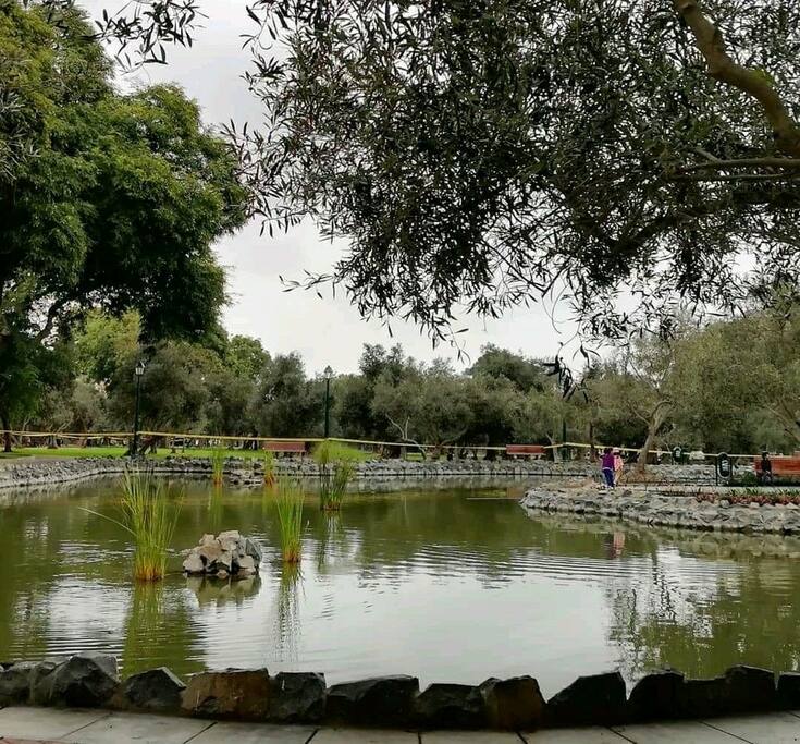 Laguna Paisajista Bosque El Olivar.