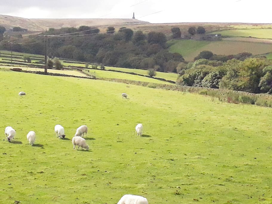 View from rear garden to Stoodley Pike