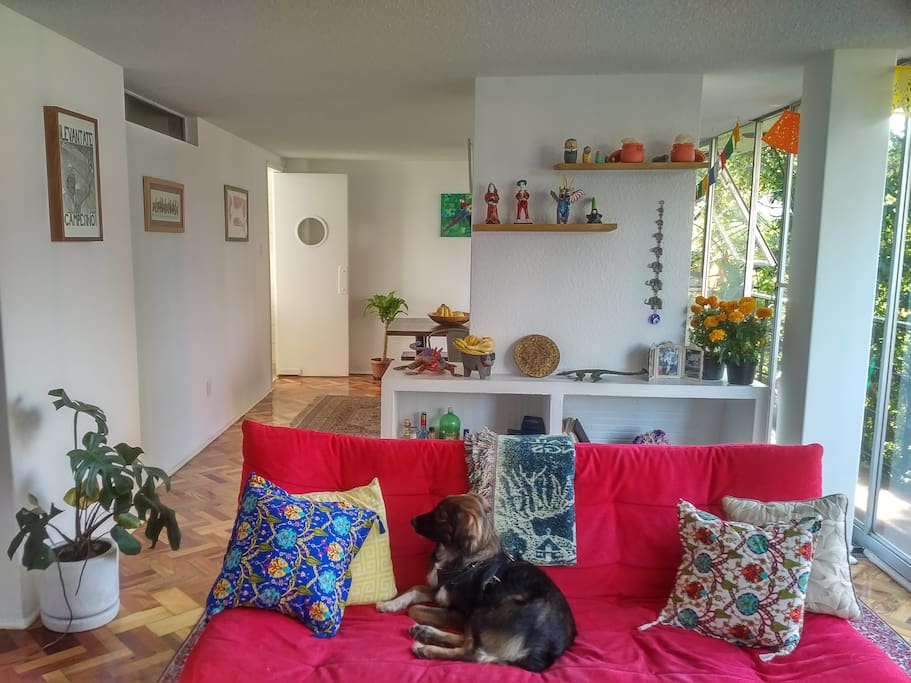 Living Room and Francis (the dog!)