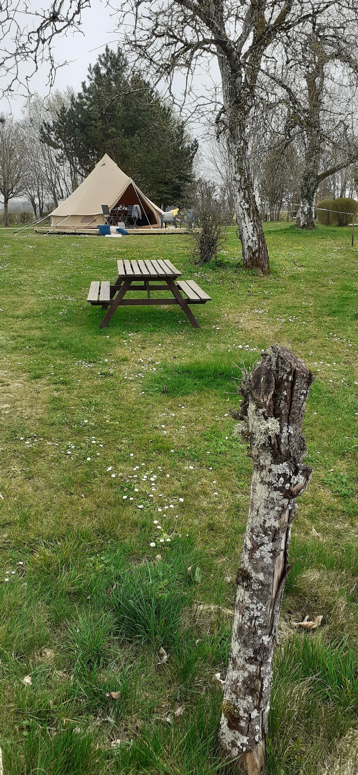 A spacious tent is situated on a grassy area surrounded by trees. A wooden picnic table is positioned nearby, providing an outdoor dining space. The overall environment is calm and natural, with patches of grass and small wildflowers visible on the ground.