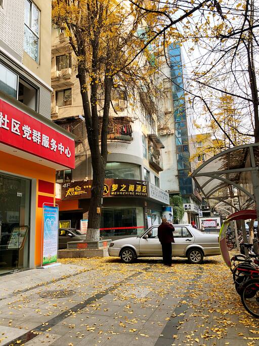 房源楼下的大银杏