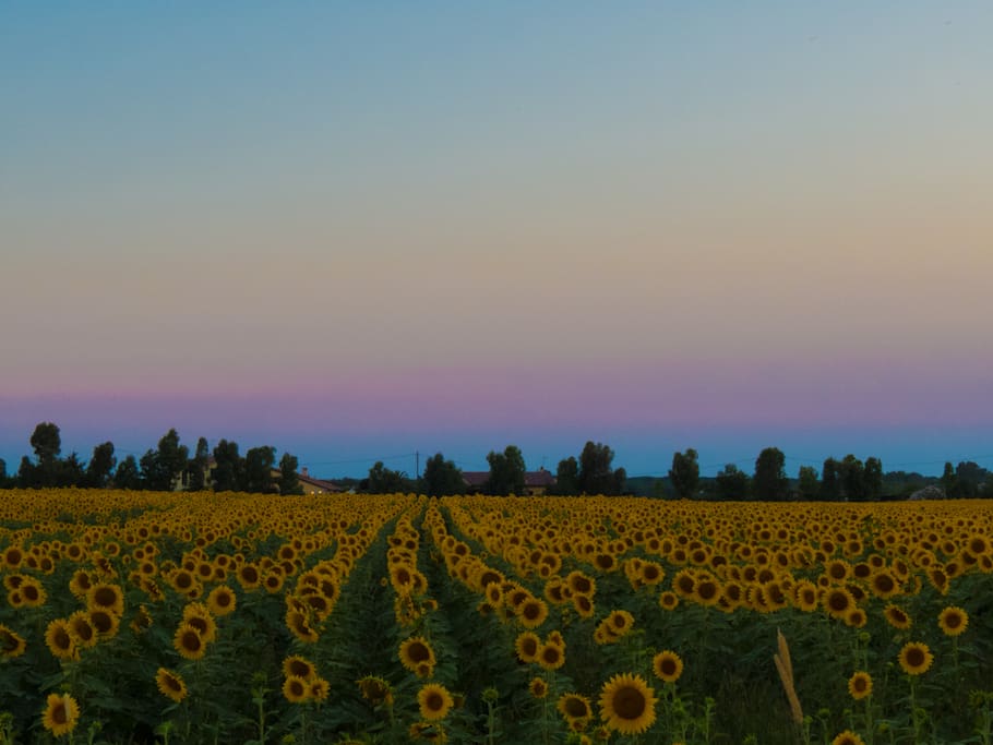 Tuscan landscape