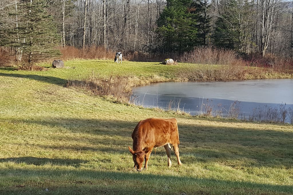 SAFE is a sanctuary for farm animals in the Eastern Townships