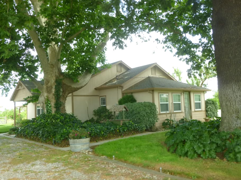 The sycamore tree and the evergreen are enormous stately trees that give us a beautiful shaded front lawn