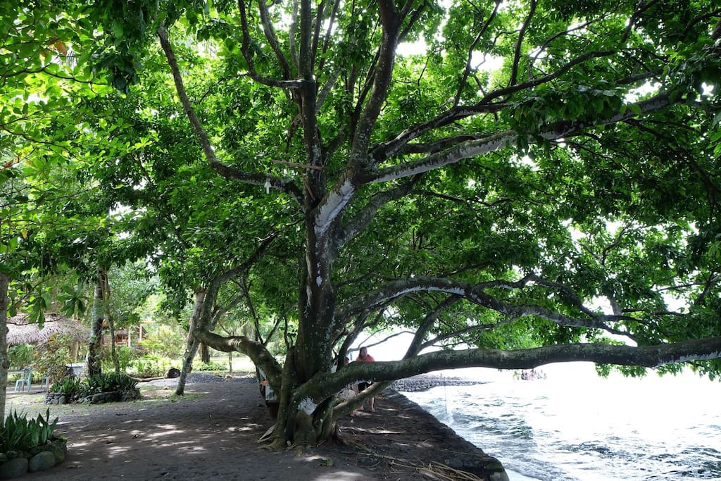 Baok-Baok Tree where guest can unwind and climb
