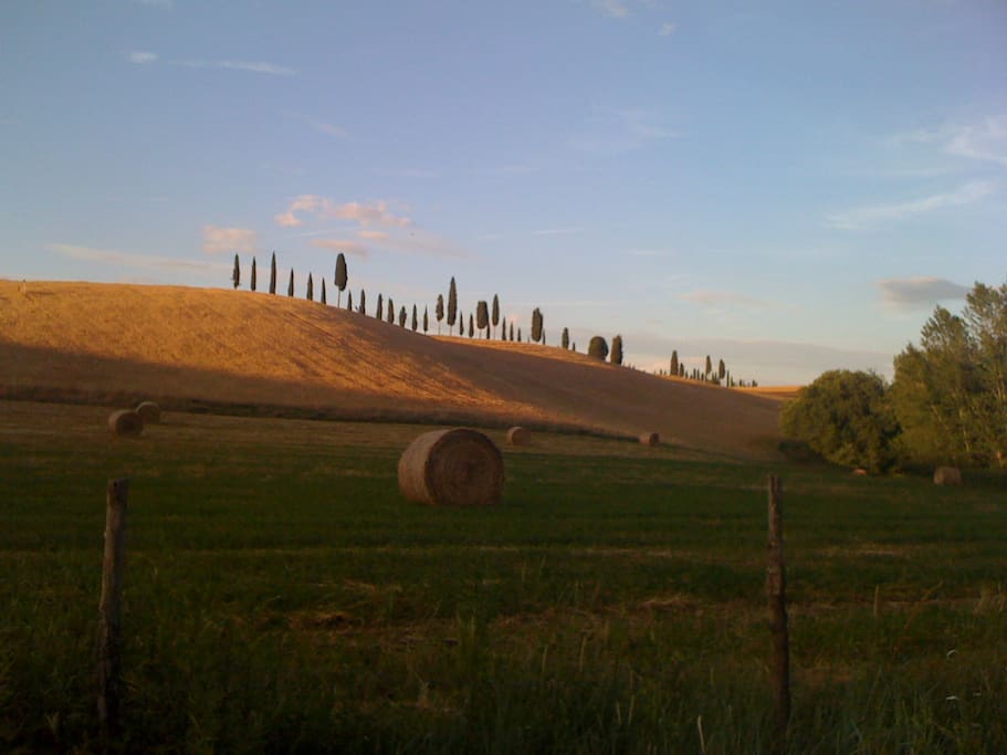 Collina famosa cipressi in fila, dietro la CASA sul RIO PETROSO