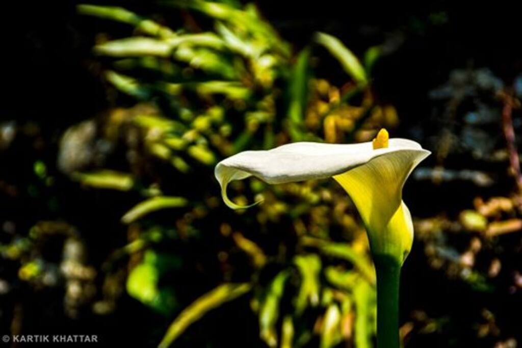 Lilies