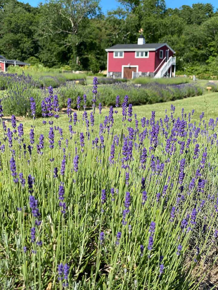 A red Airbnb in Rhode Island sits behind a field of Lavender