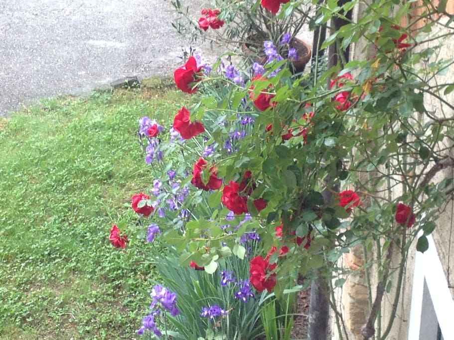 Il giardino, le rose, gli iris
