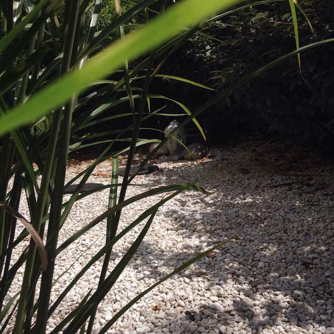 jardin zen de la chambre