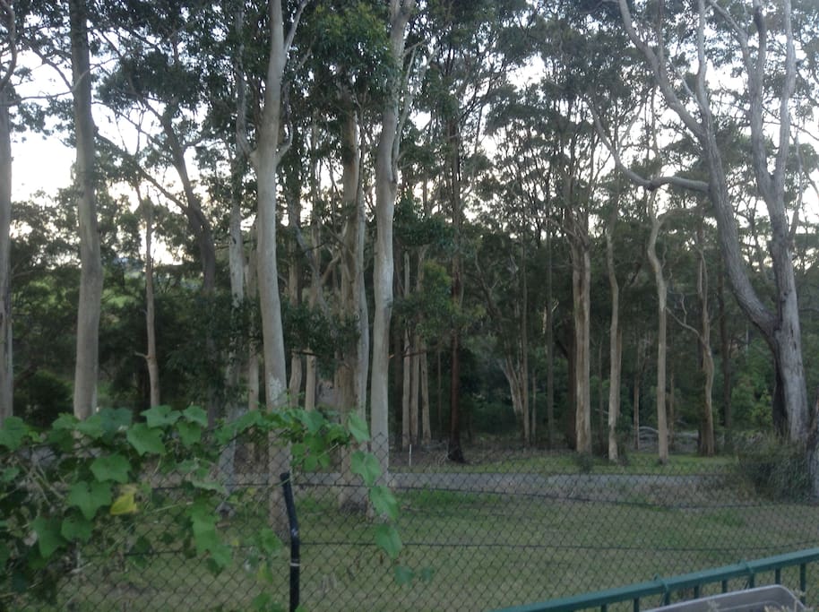 Behind our home, Koala Habitat.
