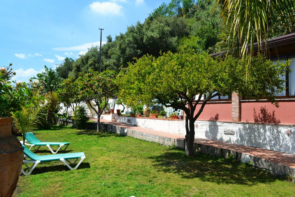 The garden