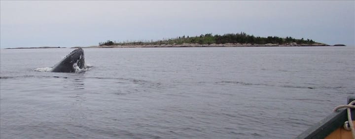 Stunning Oceanfront near Halifax