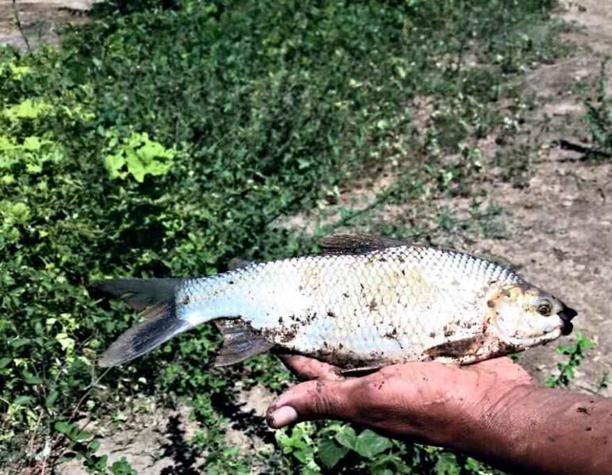Lakes are well stocked for fishing if your interested in fresh caught fish it is available at an additional charge.