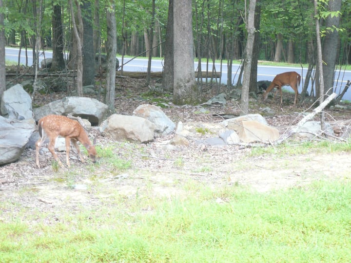 3 Bedroom Private House - Bushkill, PA