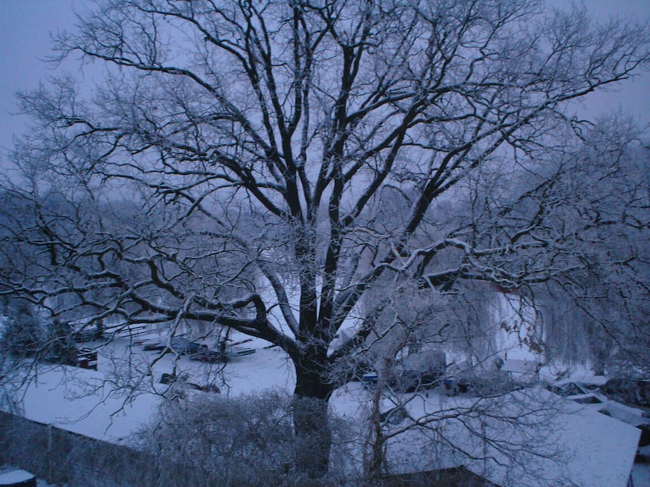 Die große Eiche vor dem Balkon im Winter. Das Zimmer hat Seeblick.