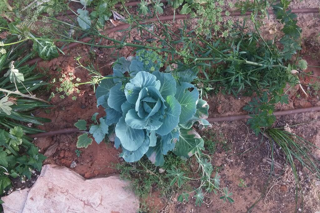 sweet organic garden