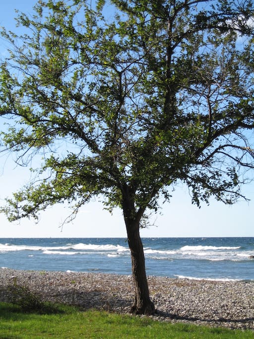 Nära havet