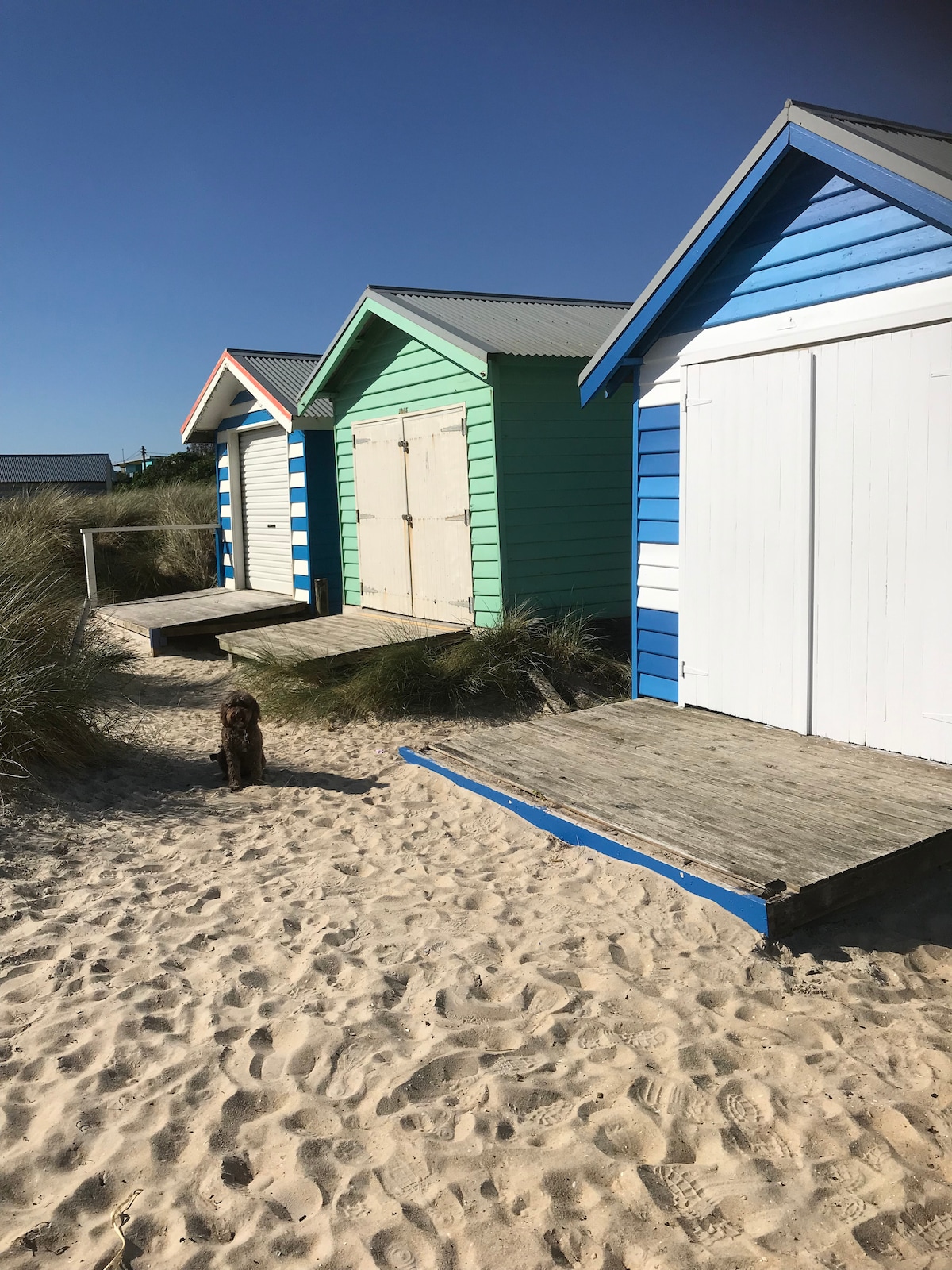 Three brightly colored beach huts stand against a clear blue sky, with shades of green, blue, and white. A sandy path leads to the huts, framed by tufts of grass. A small dog is seen standing calmly on the sand, adding a friendly presence to the scene.